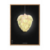  Ph Artichoke Poster Frame Made Of Light Wood 50x70 Cm Black Background