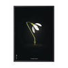  Snowdrop Classic Poster Frame In Black Lacquered Wood 50x70 Cm Black Background