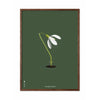 brainchild Affiche classique de Snowdrop, cadre en bois foncé 50x70 cm, fond vert