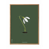 brainchild Affiche classique de Snowdrop, cadre en bois clair 30x40 cm, fond vert