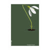 brainchild Affiche classique de Snowdrop sans cadre A5, fond vert