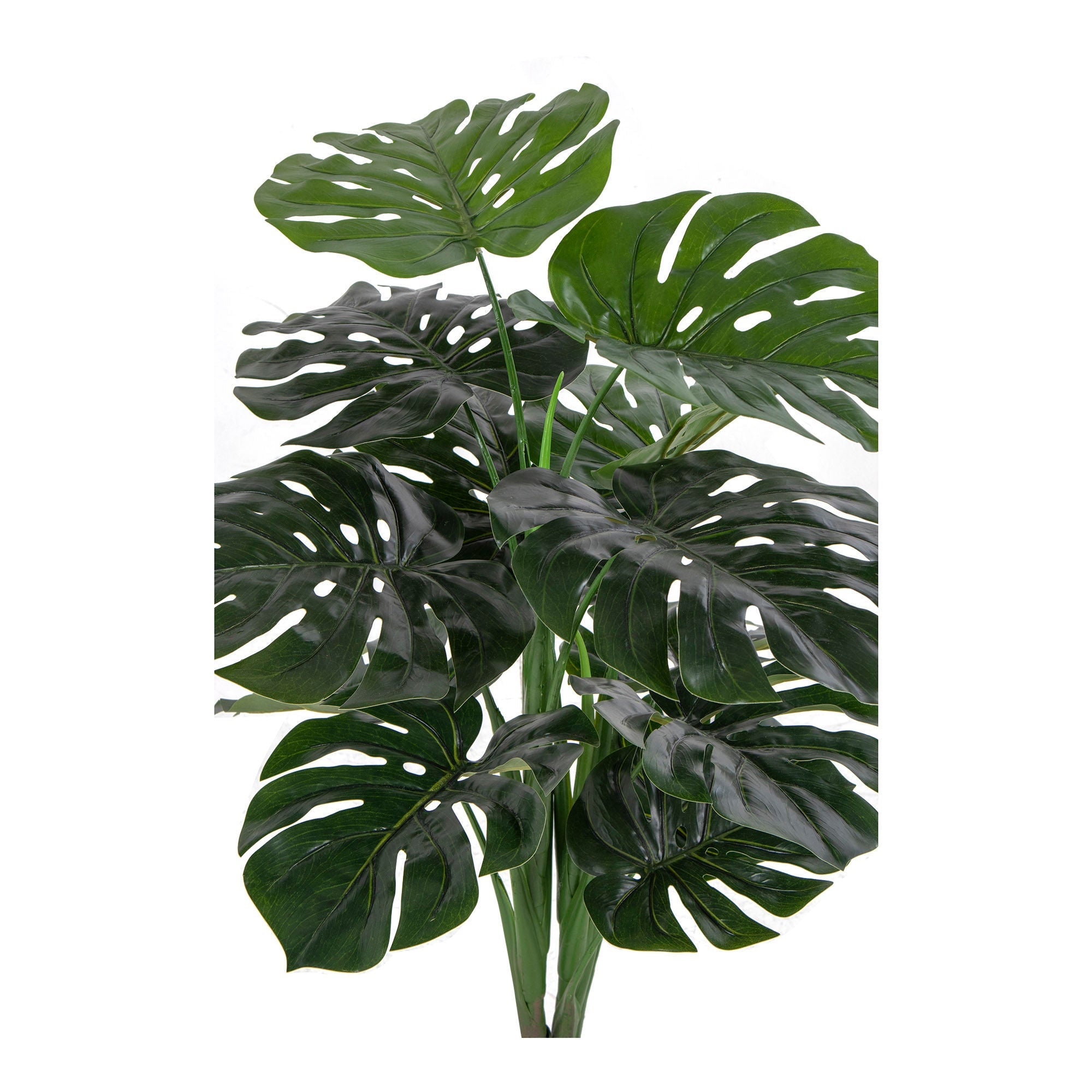 House Nordic Monstera